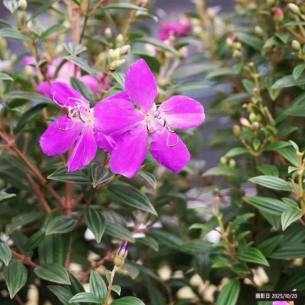 ノボタン コートダジュール ワープ 4