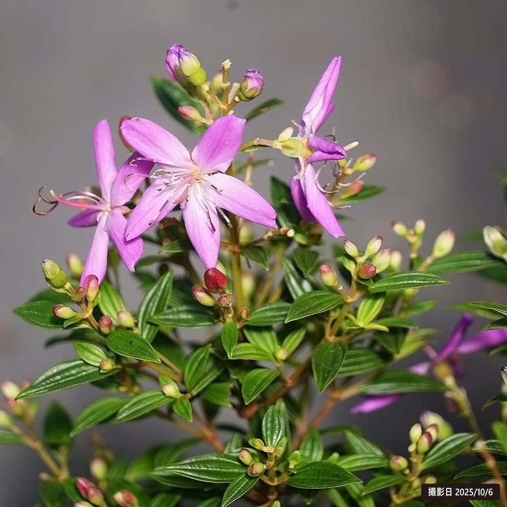 ノボタン コートダジュール ピンク 2