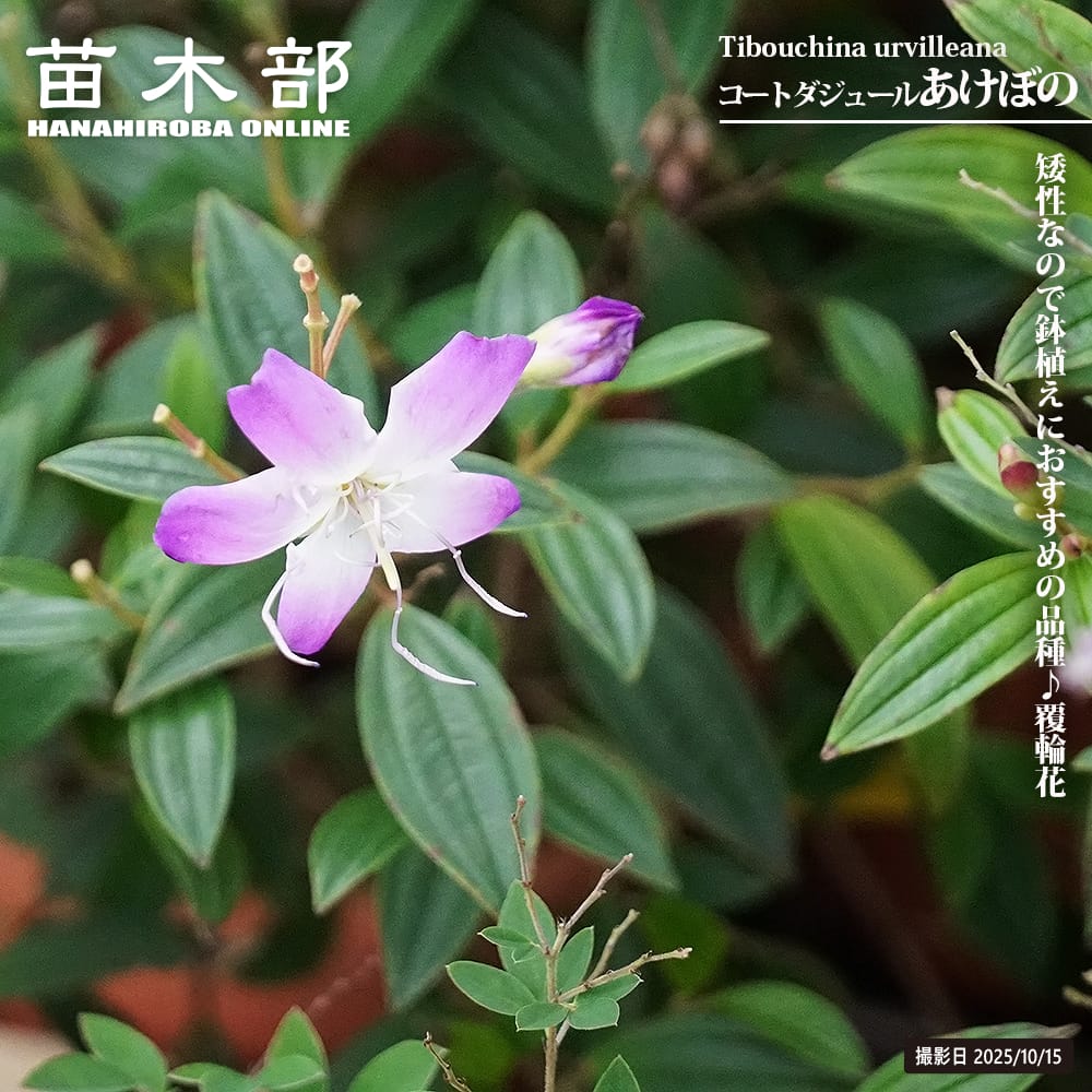 ノボタン コートダジュール あけぼの 