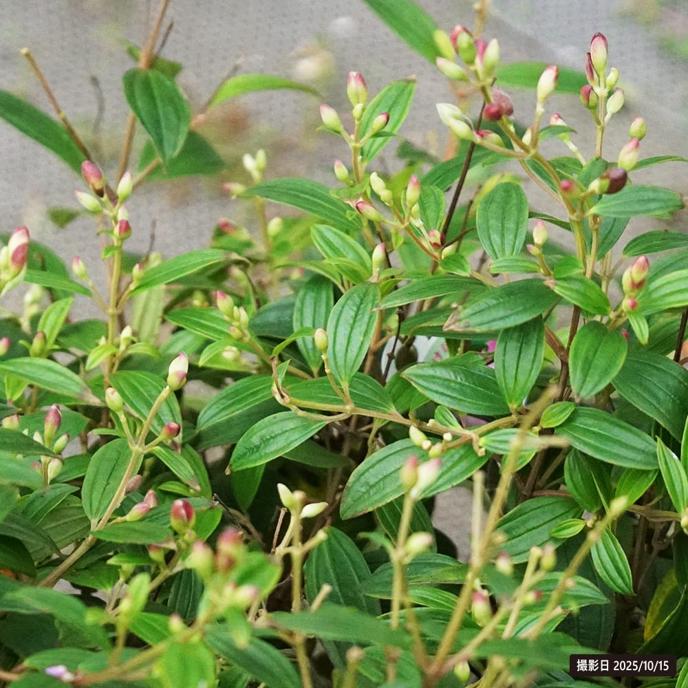ノボタン コートダジュール あけぼの 1