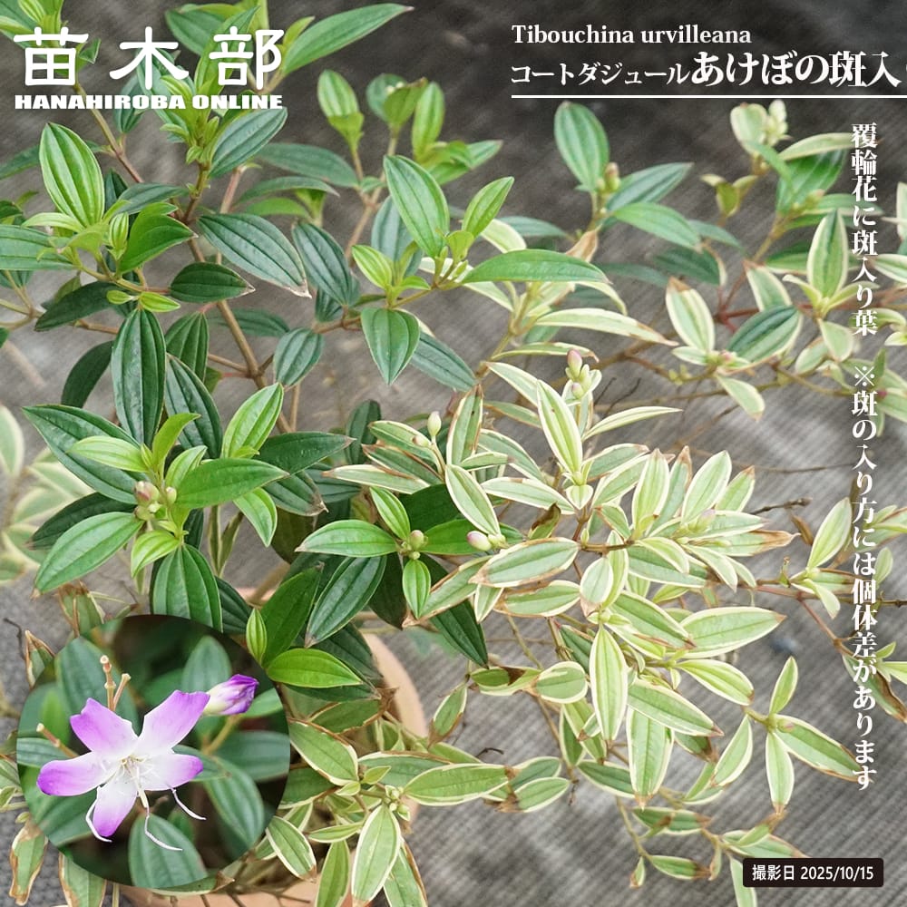 ノボタン コートダジュール あけぼの 斑入り 