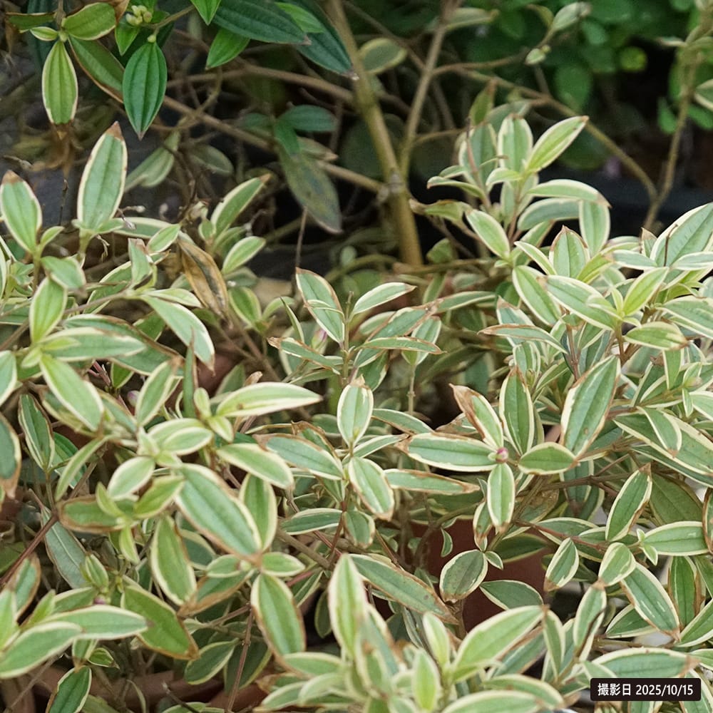 ノボタン コートダジュール あけぼの 斑入り 1