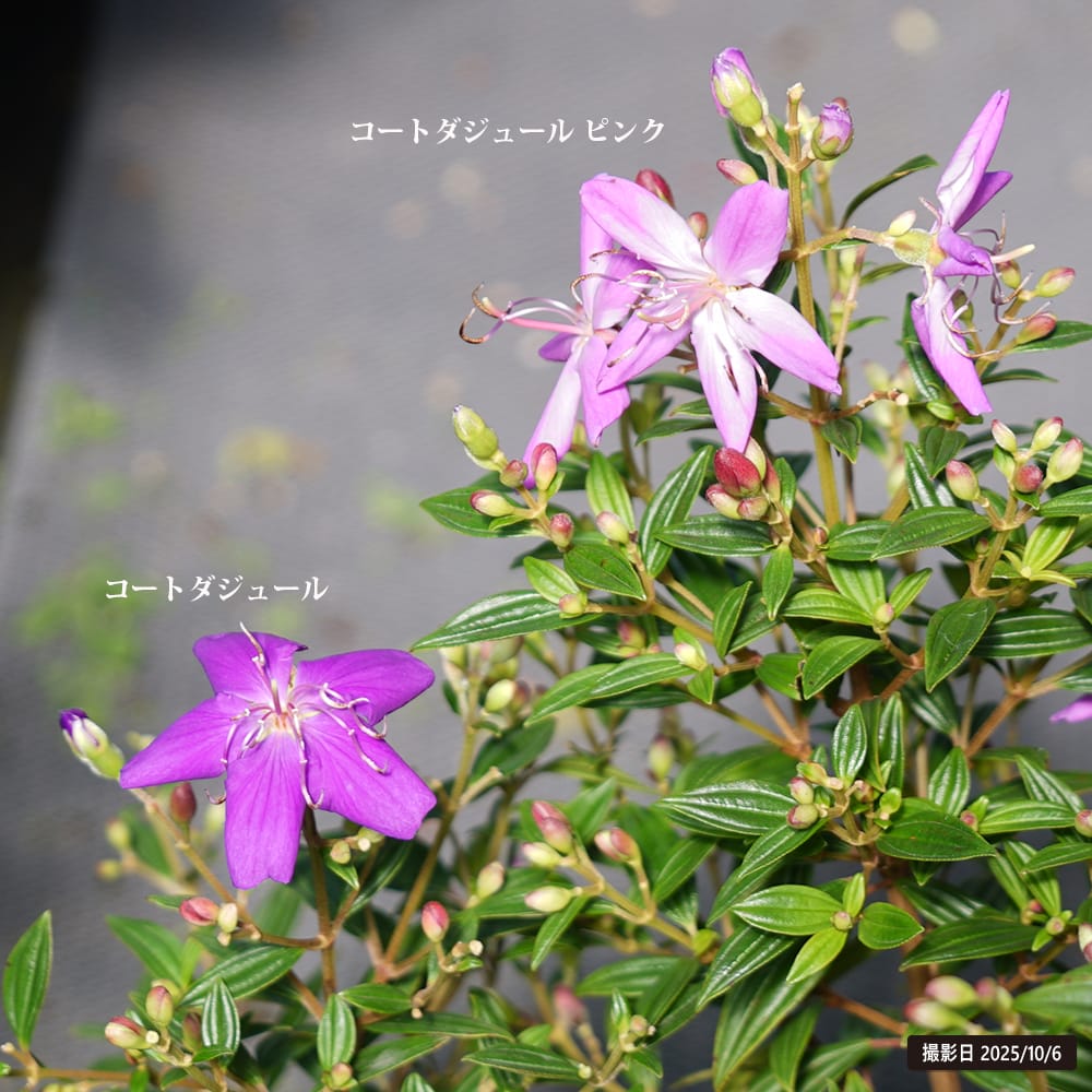 ノボタン コートダジュール 2