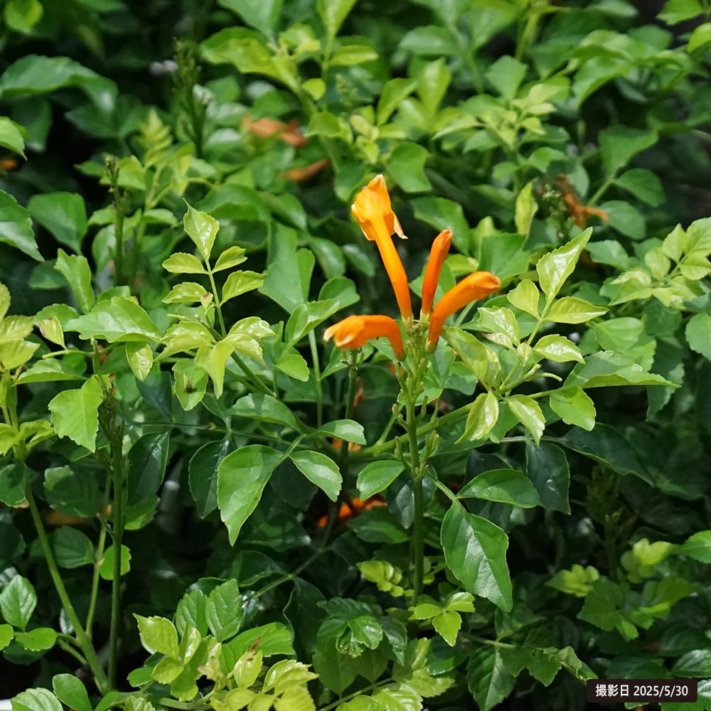 ノウゼンカズラ 苗 販売 苗木部 By 花ひろばオンライン