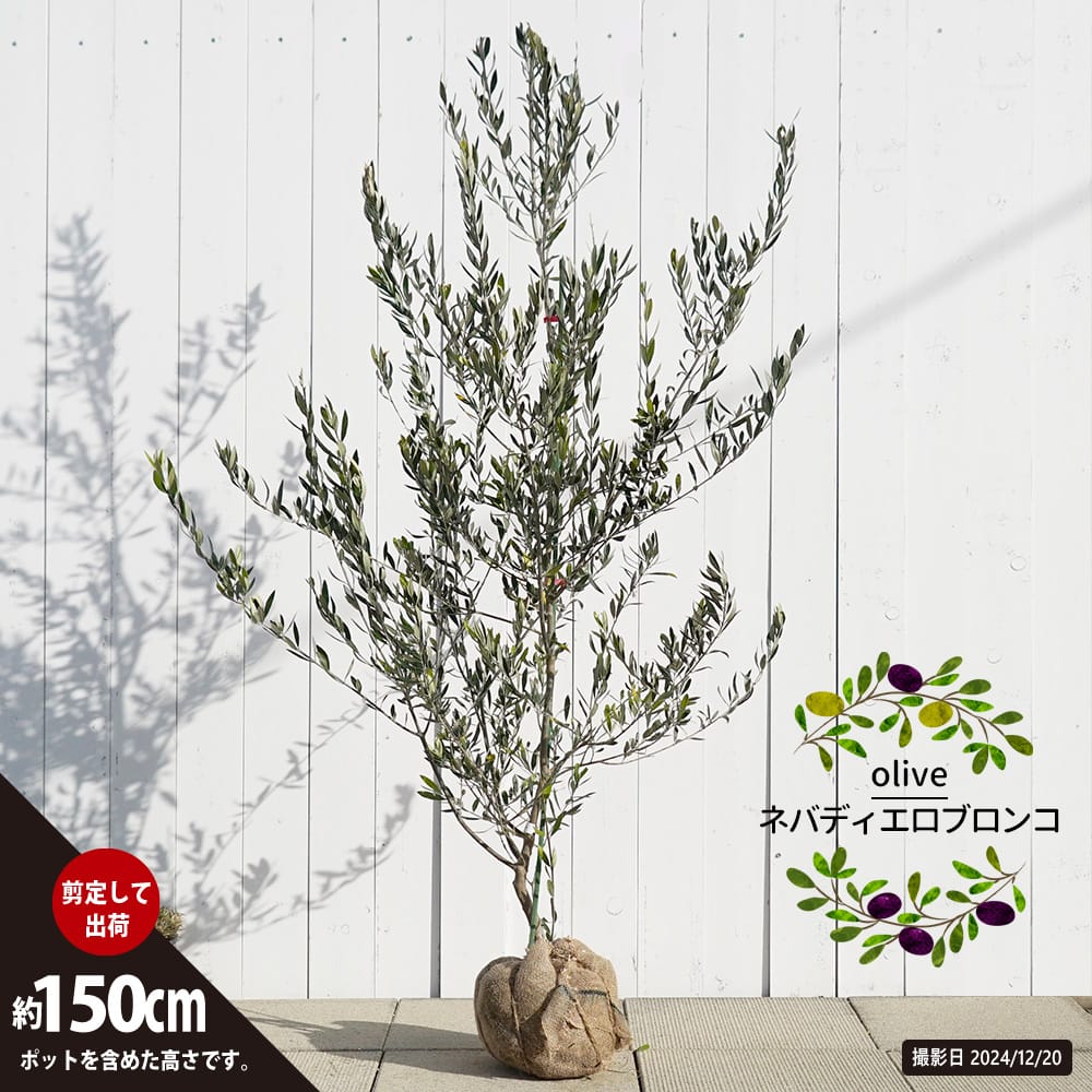 オリーブ ネバディエロブロンコ 