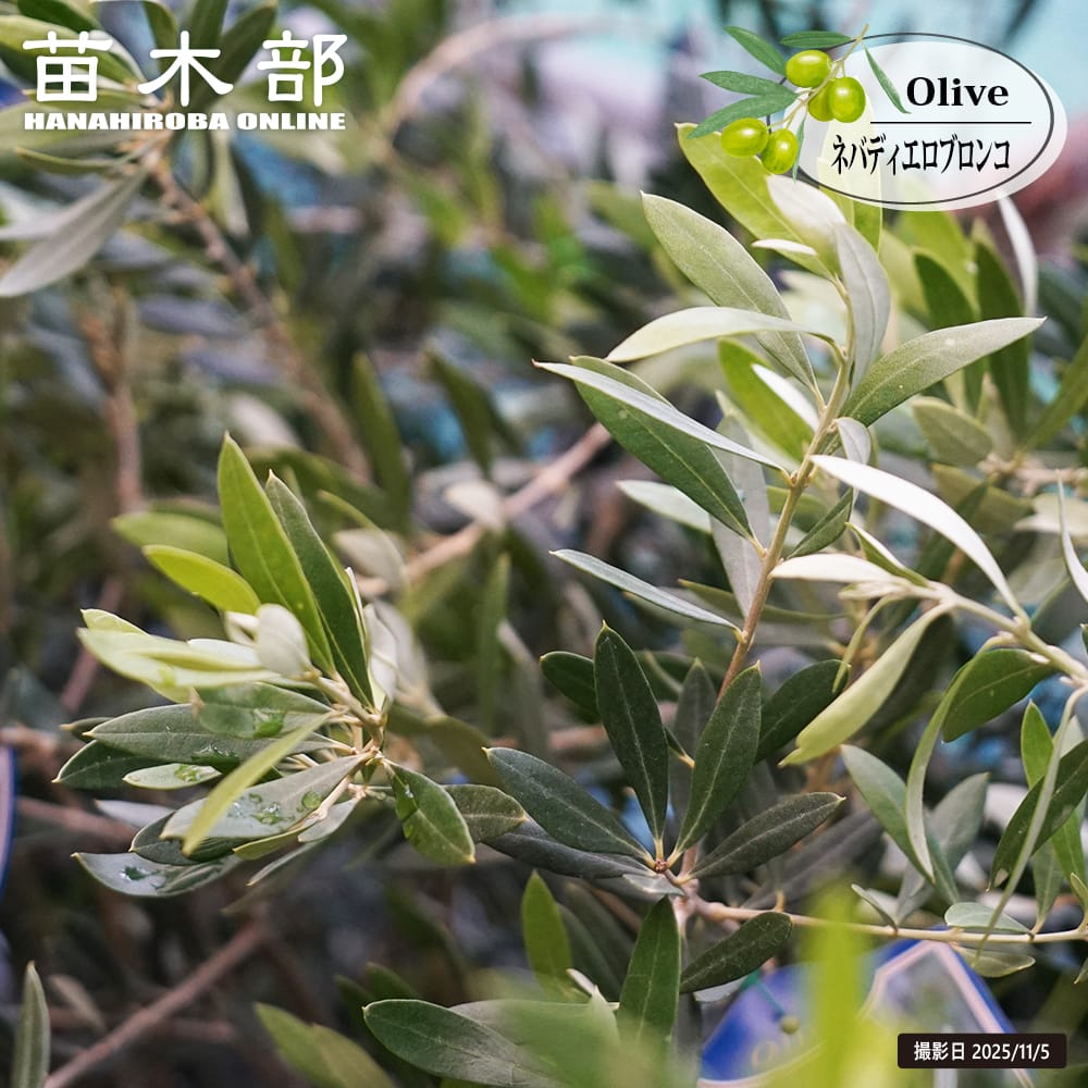 オリーブ ネバディエロブロンコ 