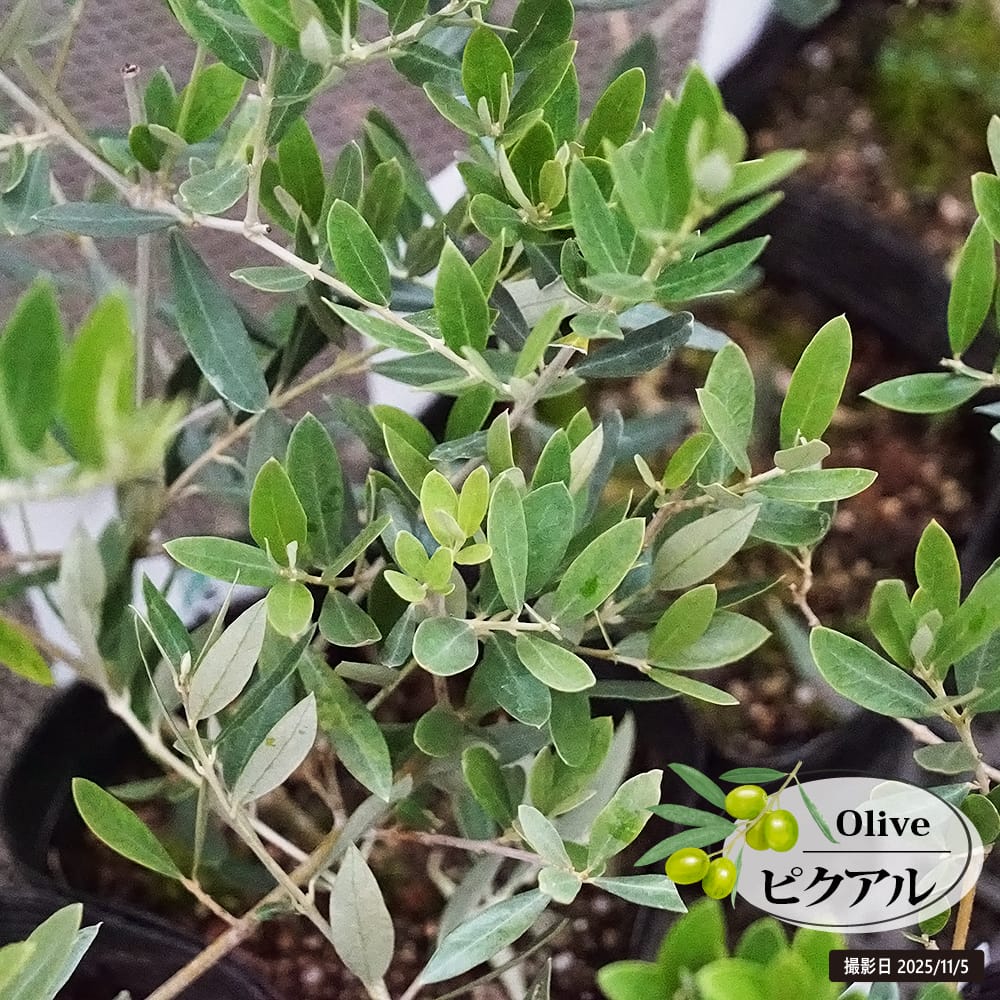 オリーブ ピクアル 苗 販売 苗木部 By 花ひろばオンライン