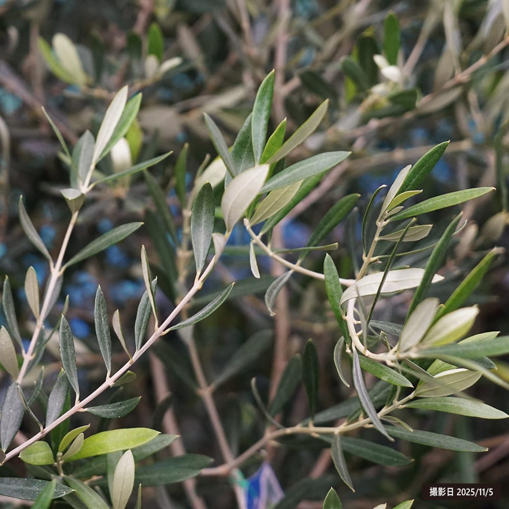 オリーブ ルッカ 苗 通販 苗木部 By 花ひろばオンライン