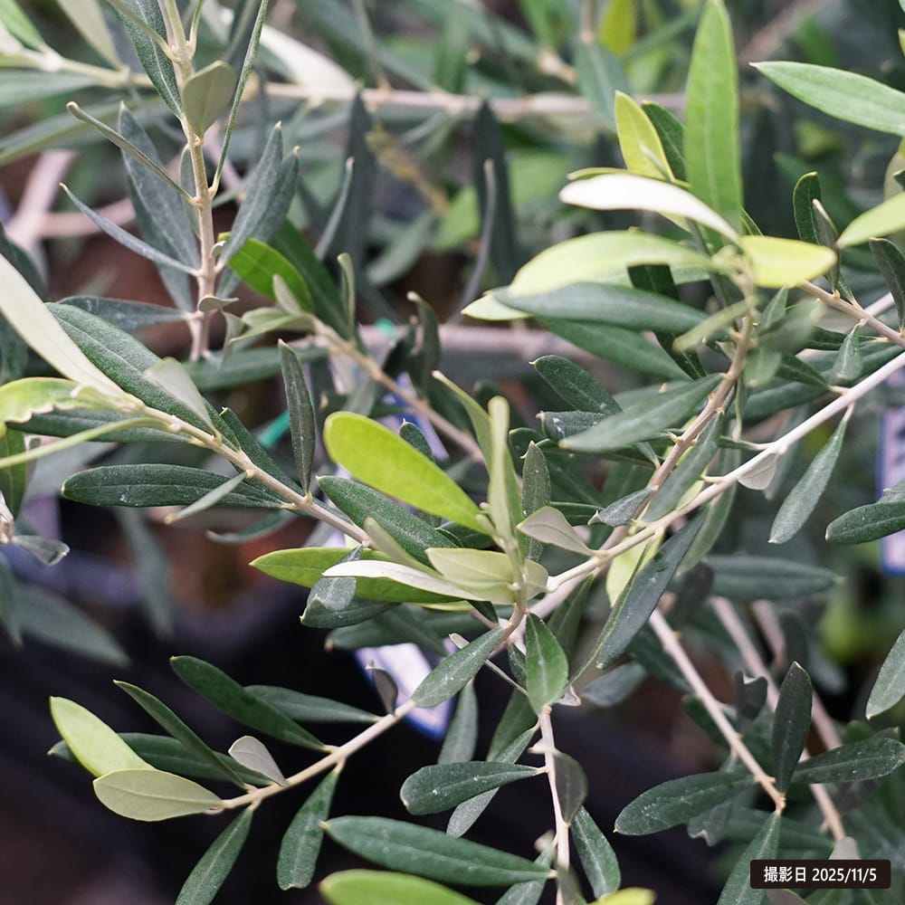 オリーブ コラティーナ 苗 販売 苗木部 By 花ひろばオンライン