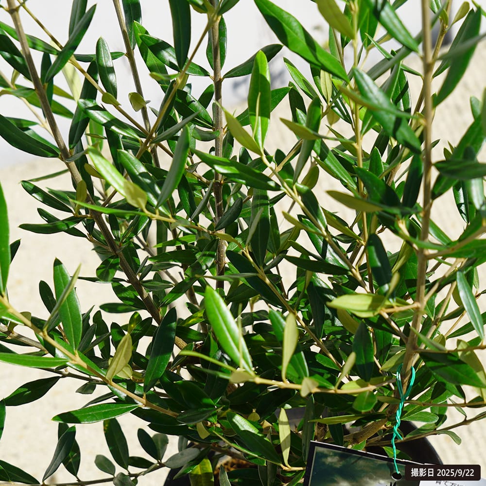 オリーブ ひなかぜ 苗 販売 苗木部 By 花ひろばオンライン