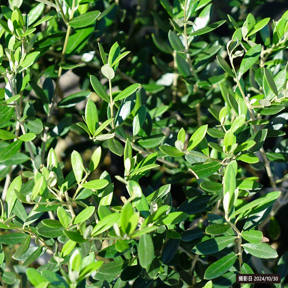 オリーブ カリフォルニアクイーン 苗 販売 苗木部 By 花ひろばオンライン