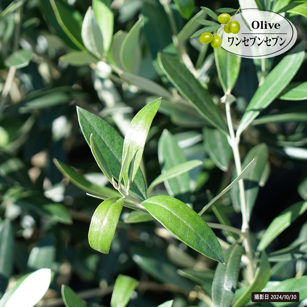 オリーブ ワンセブンセブン 苗 販売 苗木部 By 花ひろばオンライン