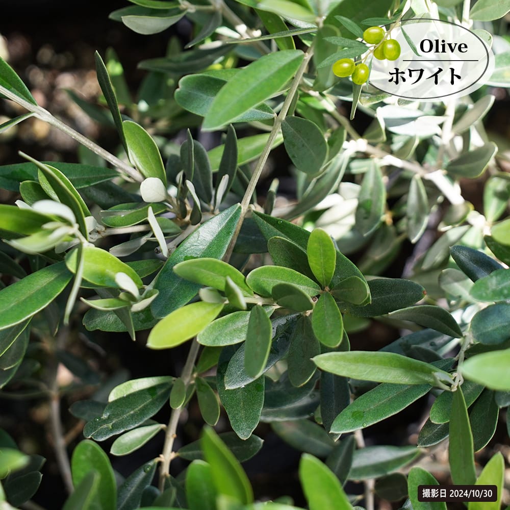 オリーブ ホワイト 苗 販売 苗木部 By 花ひろばオンライン