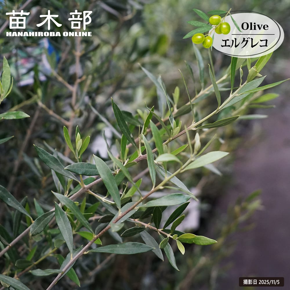 オリーブ エルグレコ 苗 販売 苗木部 By 花ひろばオンライン