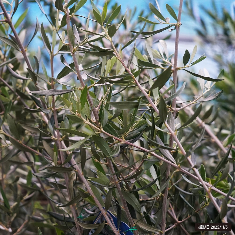 オリーブ エルグレコ 苗 販売 苗木部 By 花ひろばオンライン