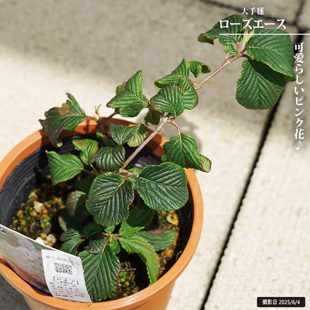 ビバーナム ローズエース 1