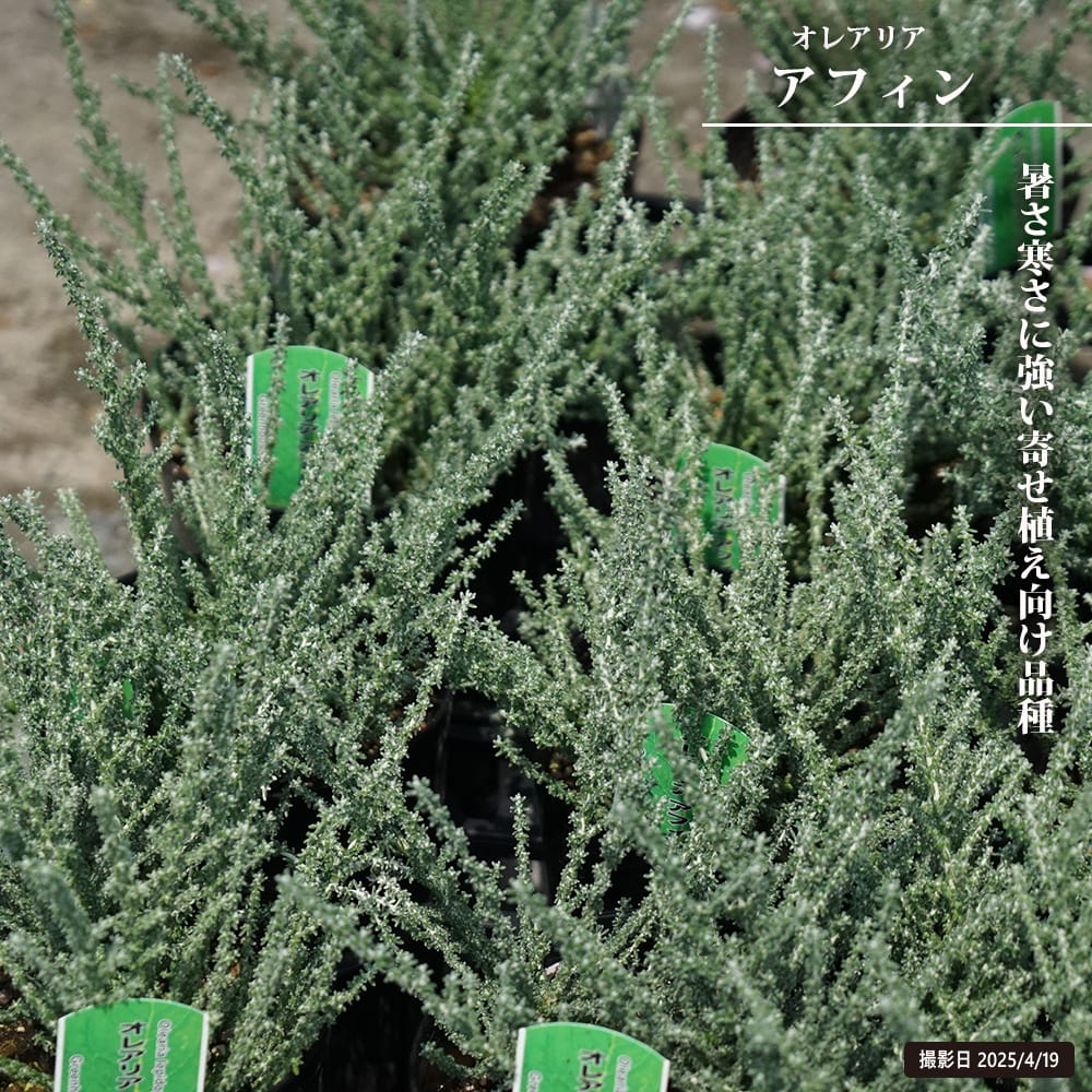 オレアリア アフィン 