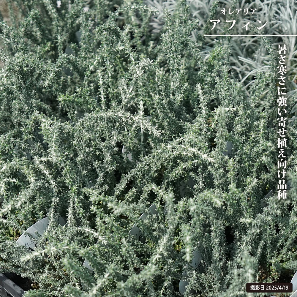 オレアリア アフィン 