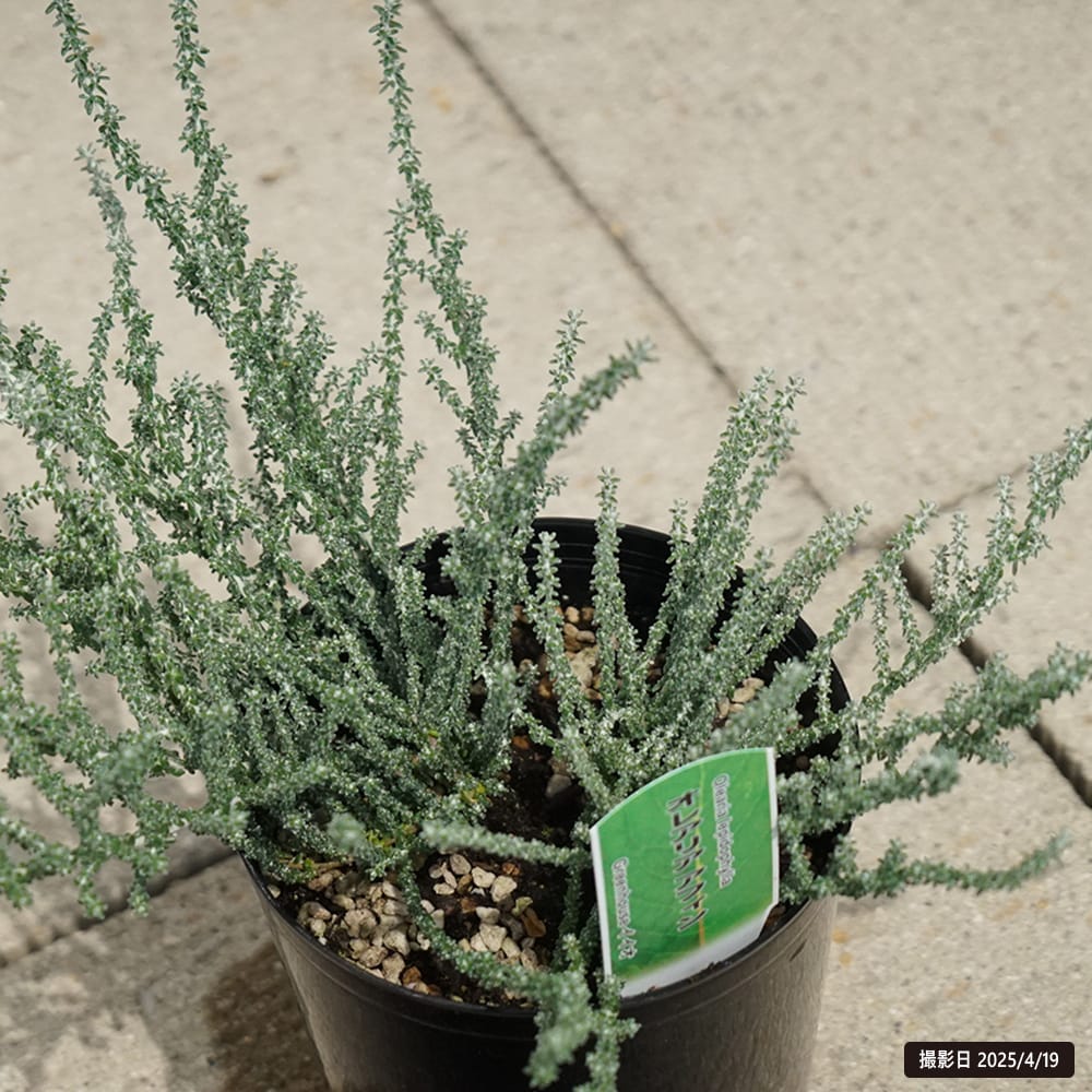 オレアリア アフィン 1