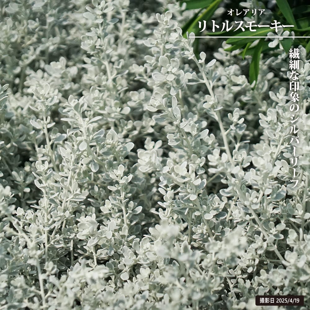 オレアリア リトルスモーキー 
