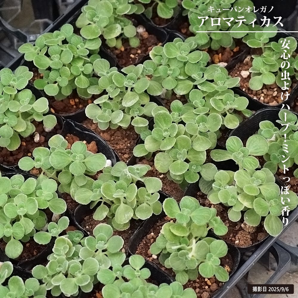 キューバンオレガノ アロマティカス 