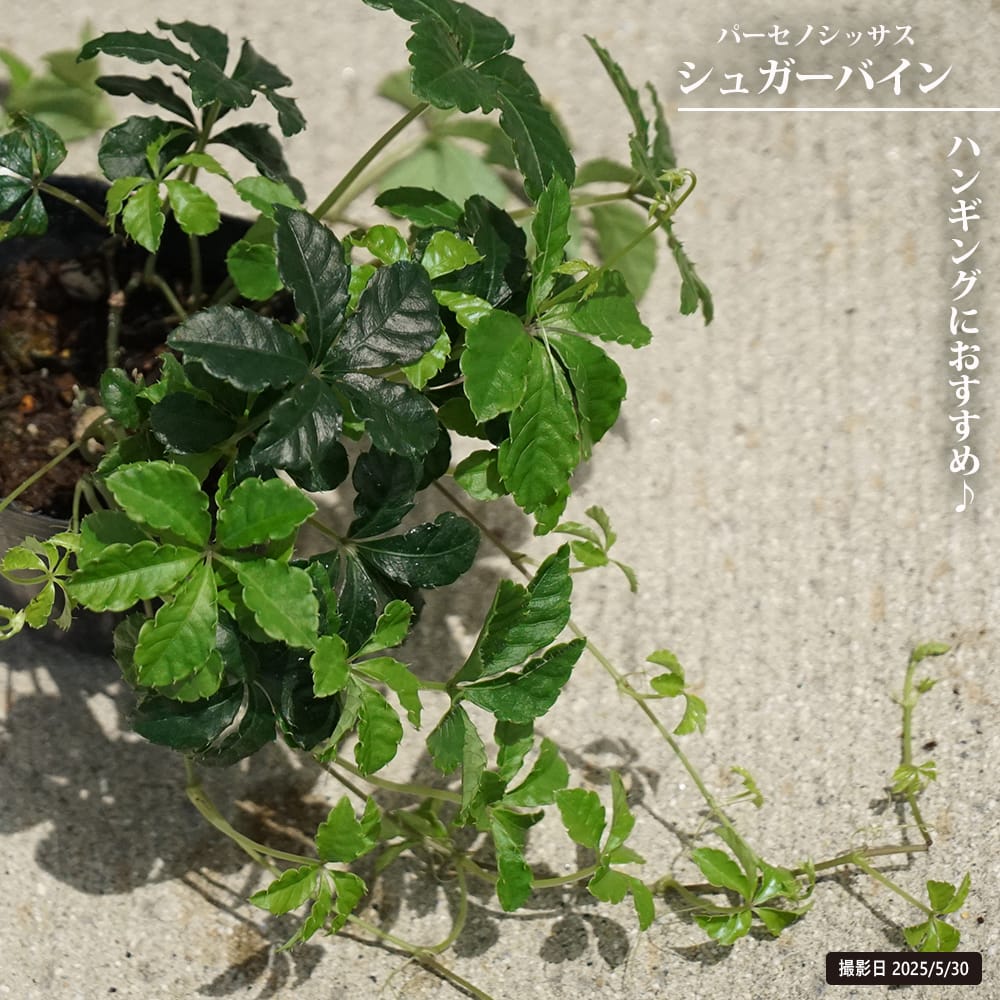 パーセノシッサス シュガーパイン 