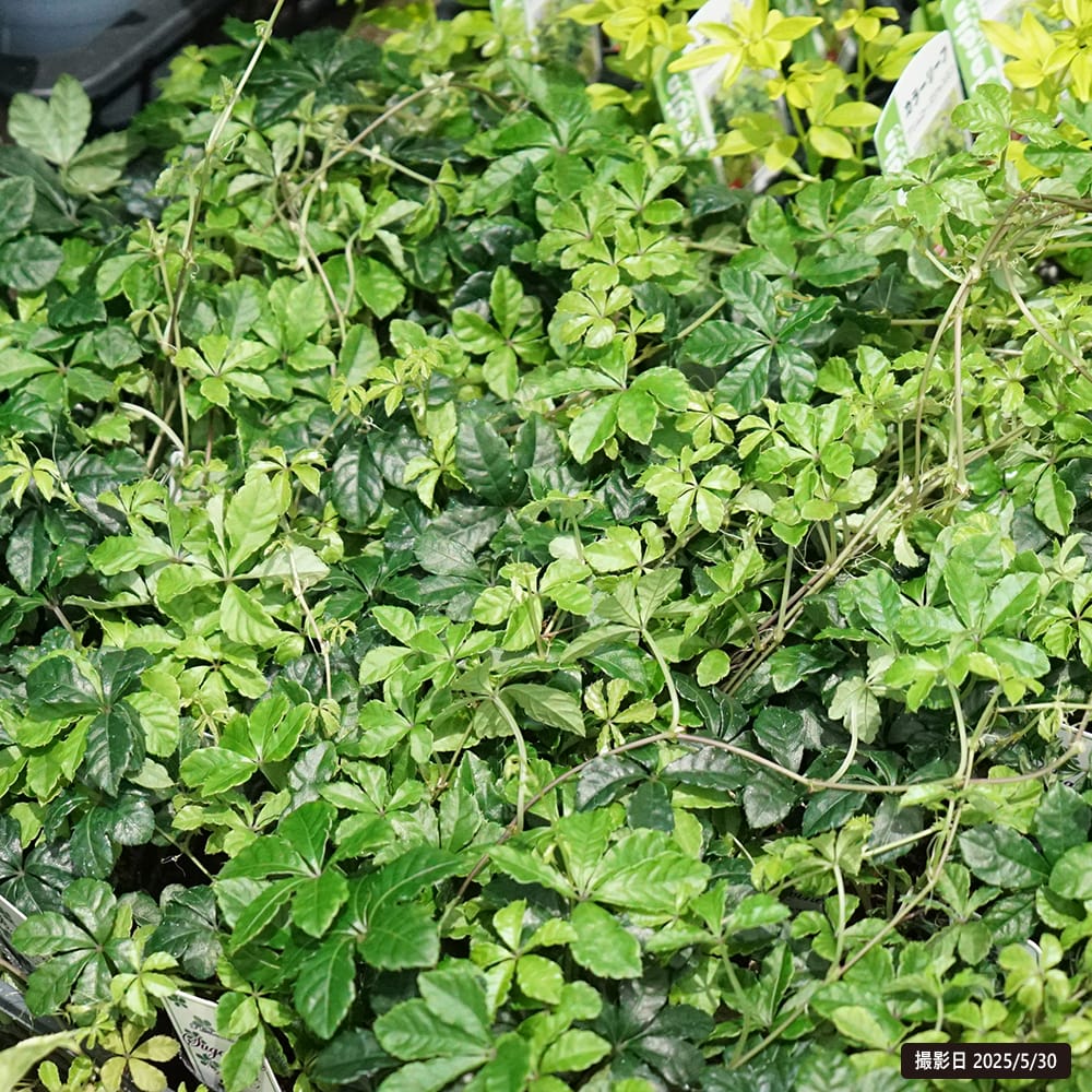 パーセノシッサス シュガーパイン 1