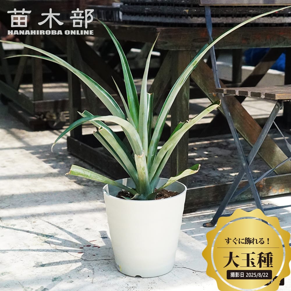 パイナップル 大玉種 