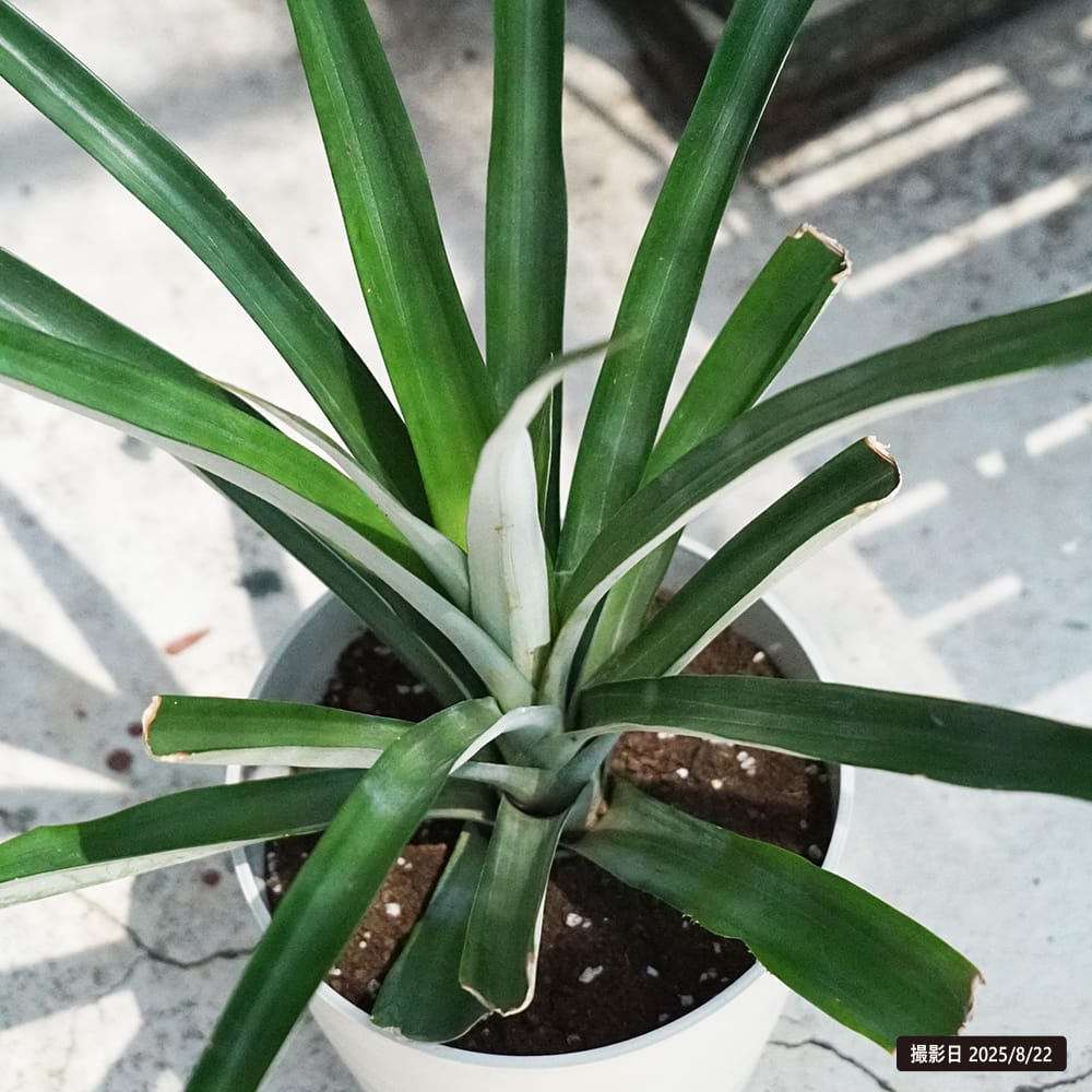 パイナップル 大玉種 1