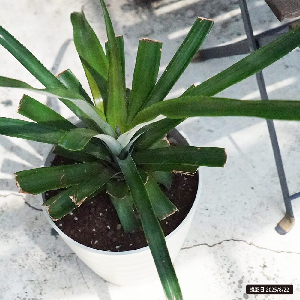 パイナップル ソフトタッチ 2