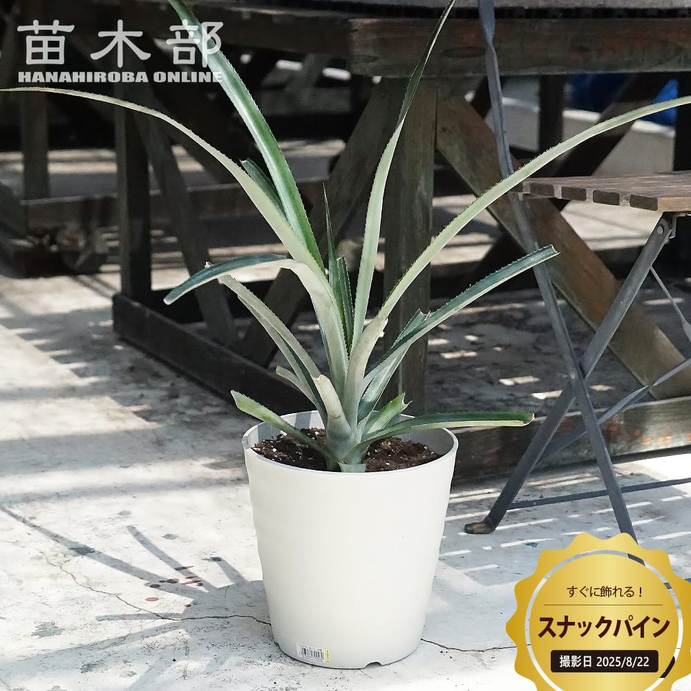 パイナップル スナックパイン 