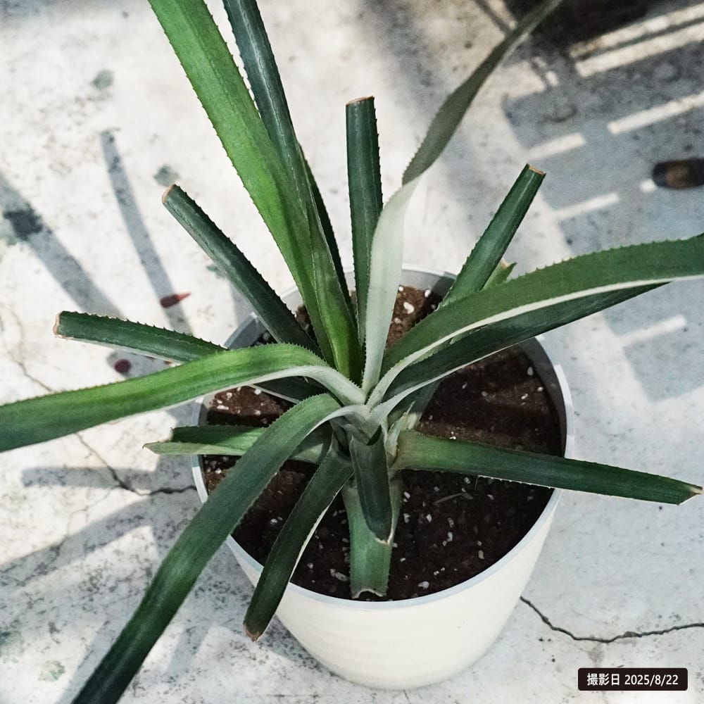 パイナップル スナックパイン 2