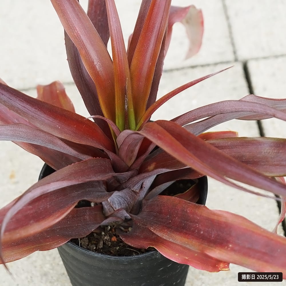 パイナップル ミラ 