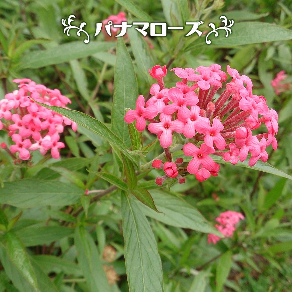 パナマローズ パナマローズ 