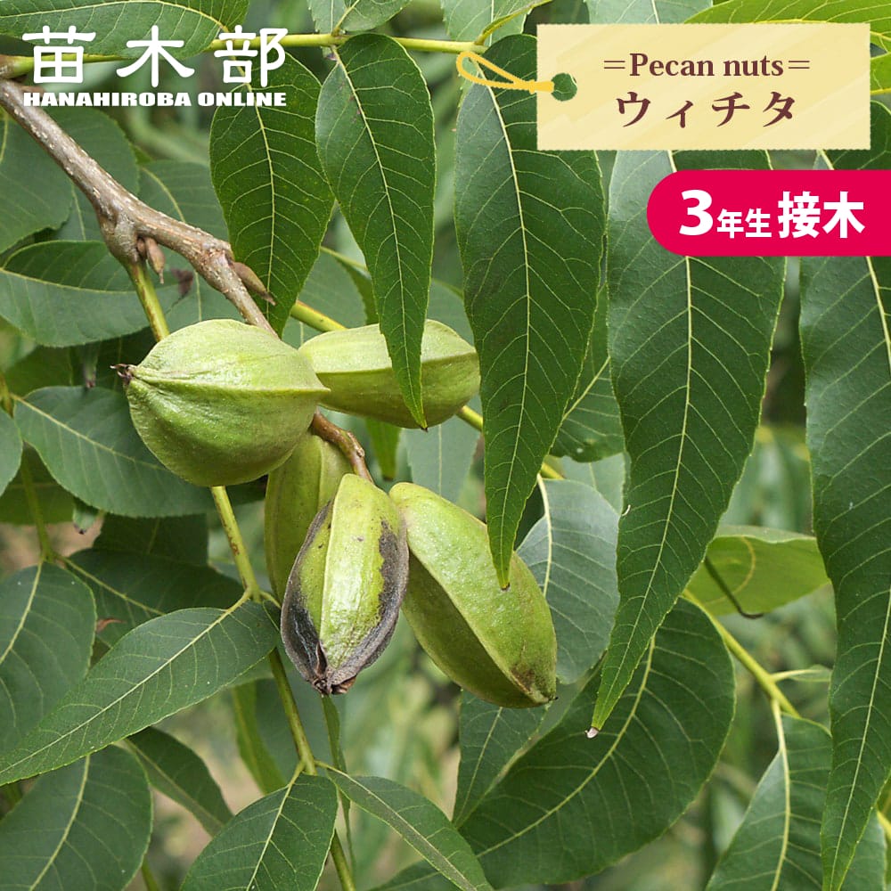ペカンナッツ ウィチタ 苗 通販 苗木部 By 花ひろばオンライン