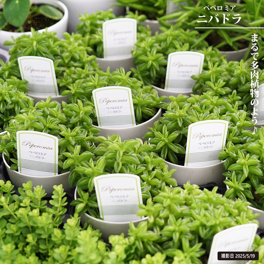 ペペロミア ニバドラ 