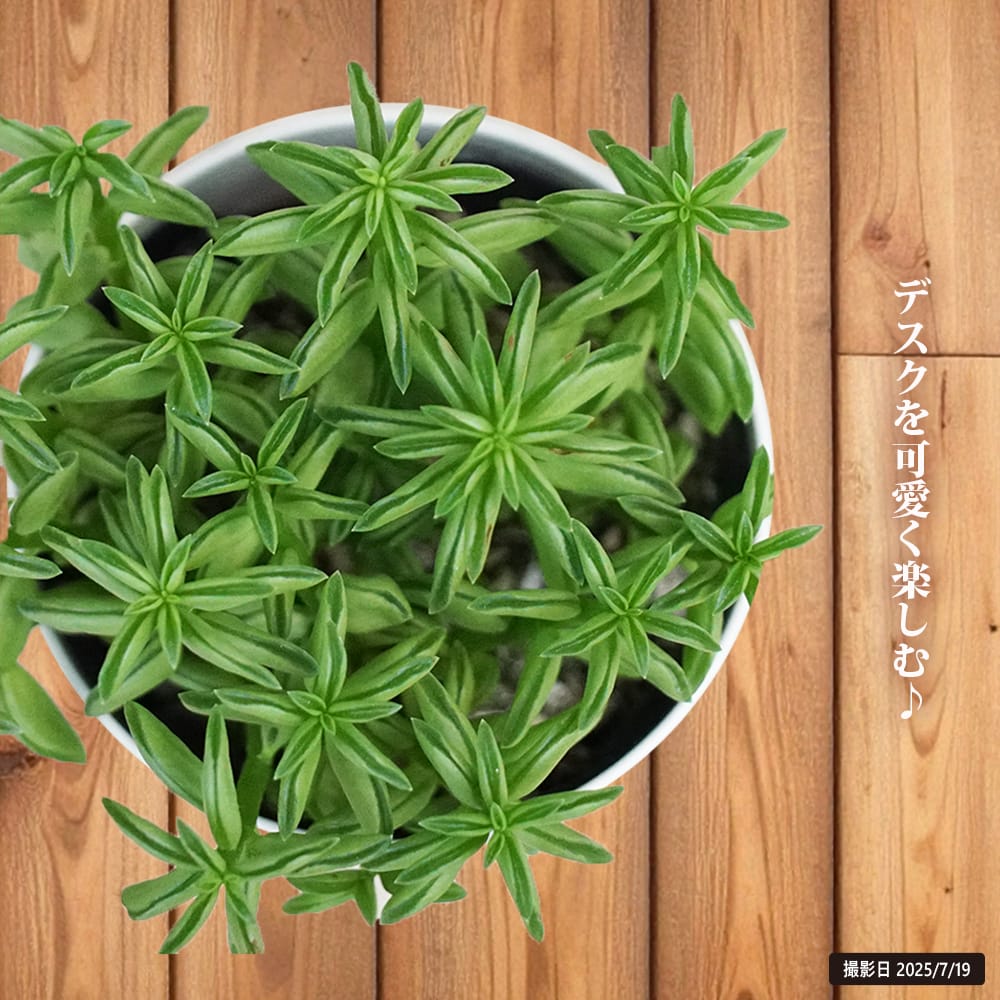 ペペロミア ニバドラ 