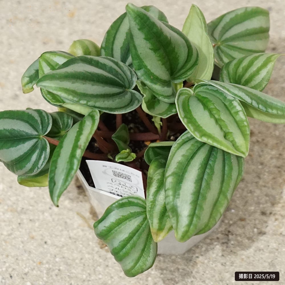 ペペロミア ペルシャフェンディ 苗 販売 苗木部 By 花ひろばオンライン