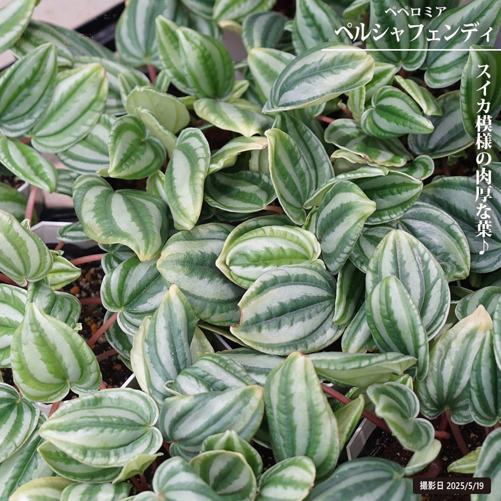 ペペロミア ペルシャフェンディ 