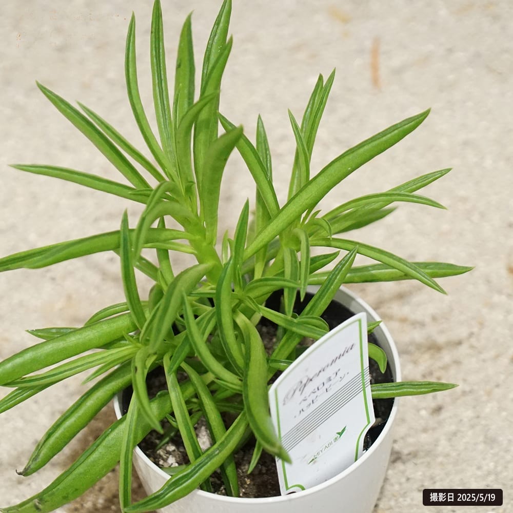 ペペロミア ハッピービーン 1