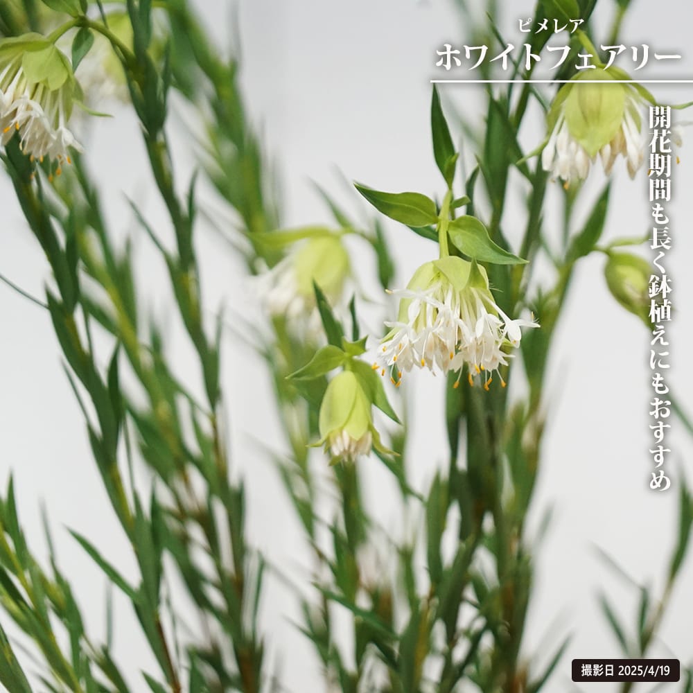 ピメレア ホワイトフェアリー 