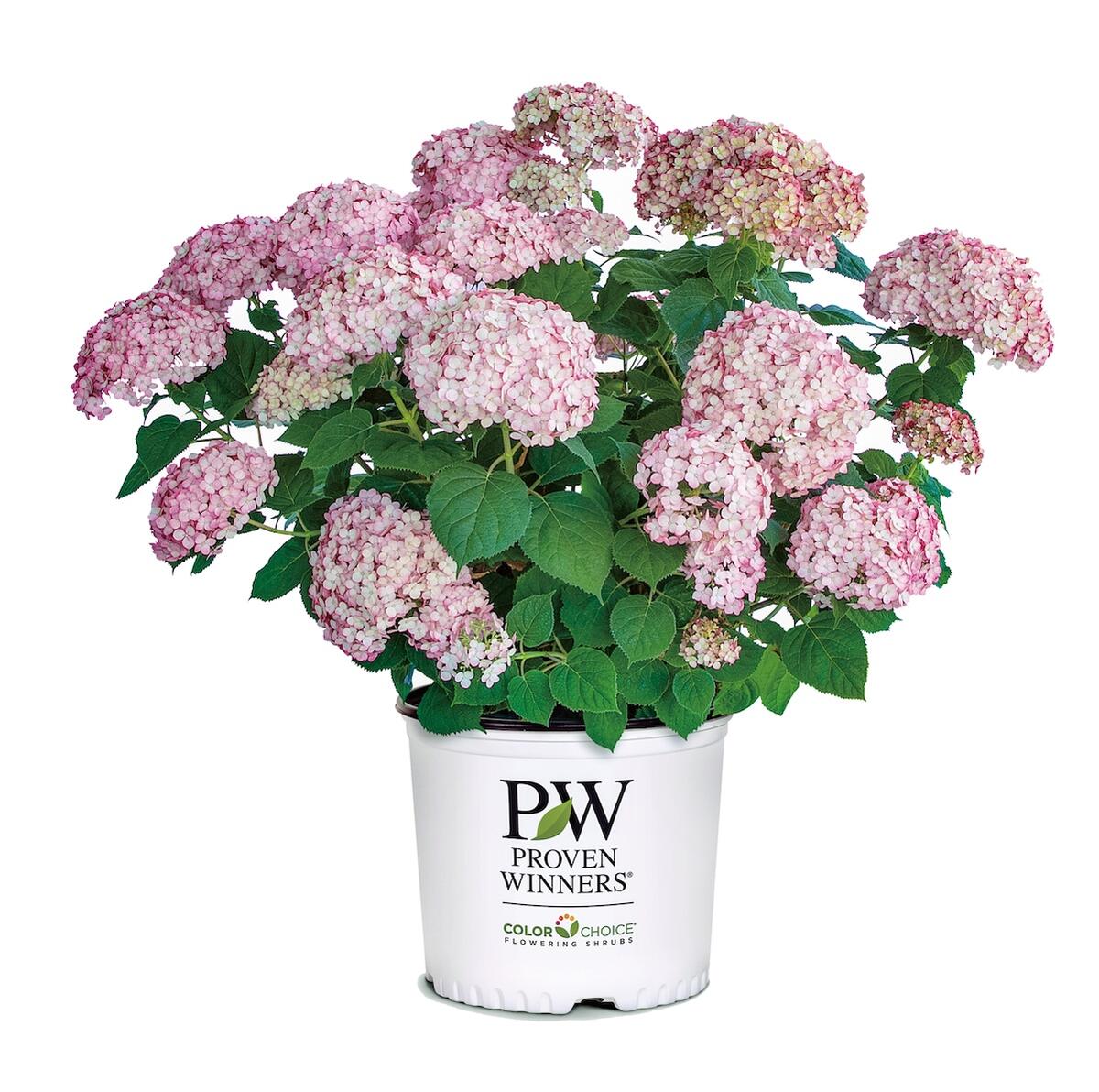 アメリカアジサイ グランデ ピンク 4