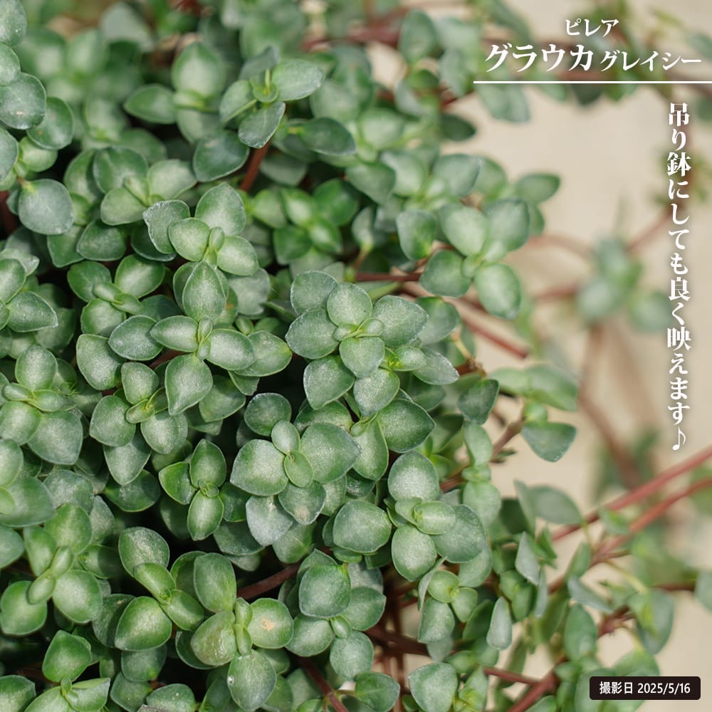 ピレア グラウカ グレイシー 