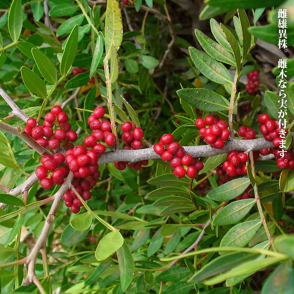 ピスタチア ピスタチア 2