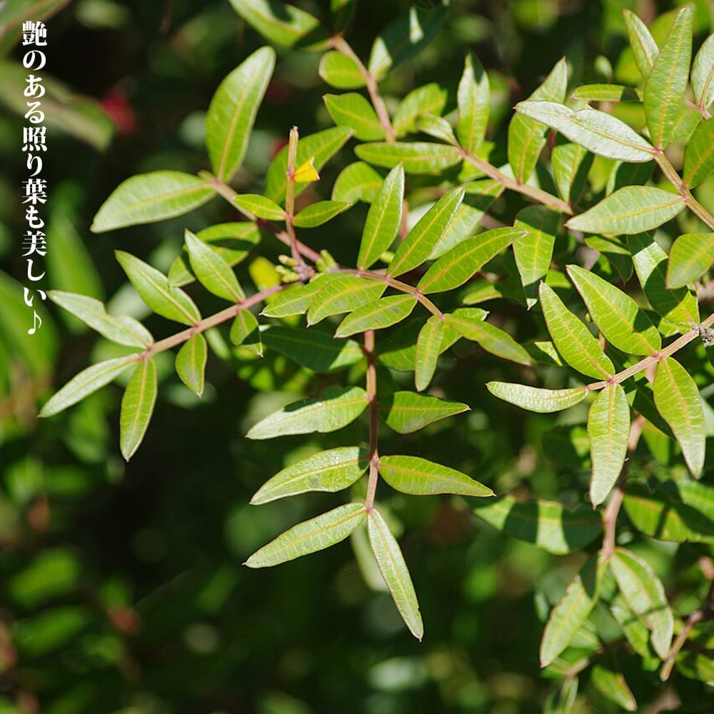 ピスタチア 苗 販売 苗木部 By 花ひろばオンライン