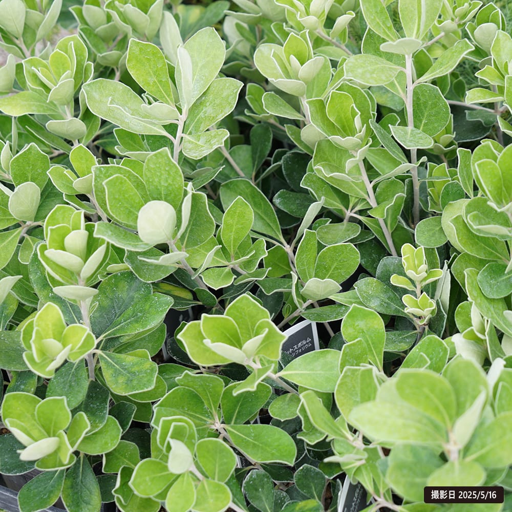 ピットスポルム クラッシフォリウム 1