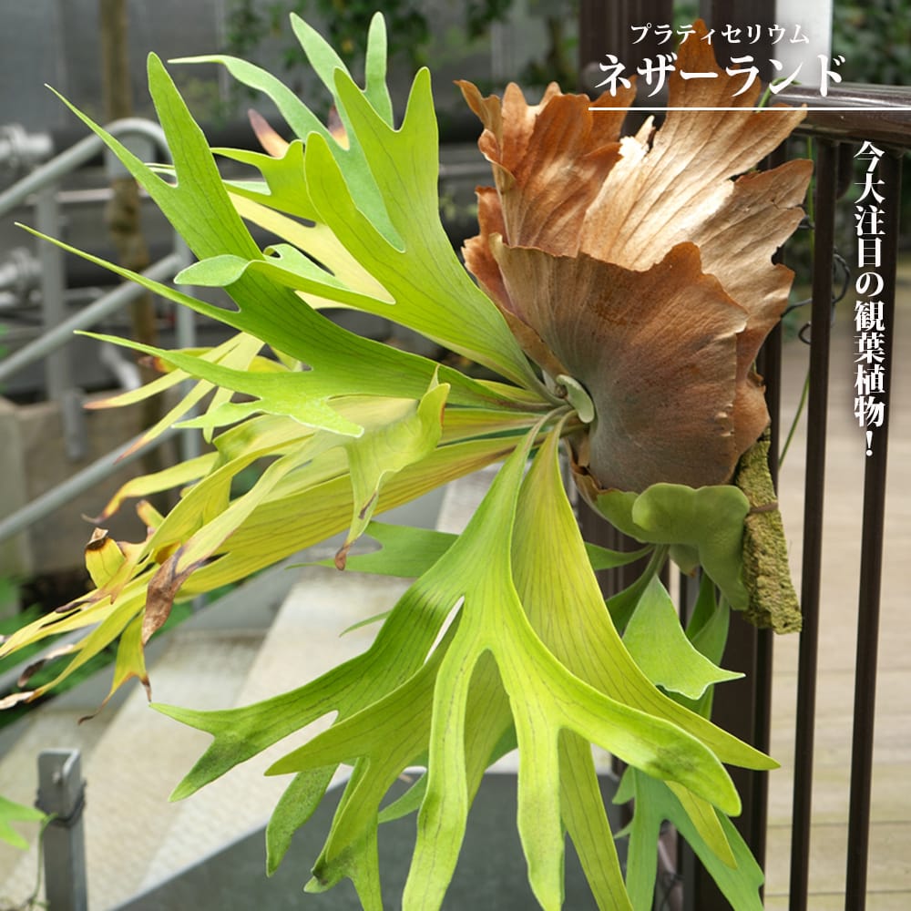 プラティセリウム ネザーランド 
