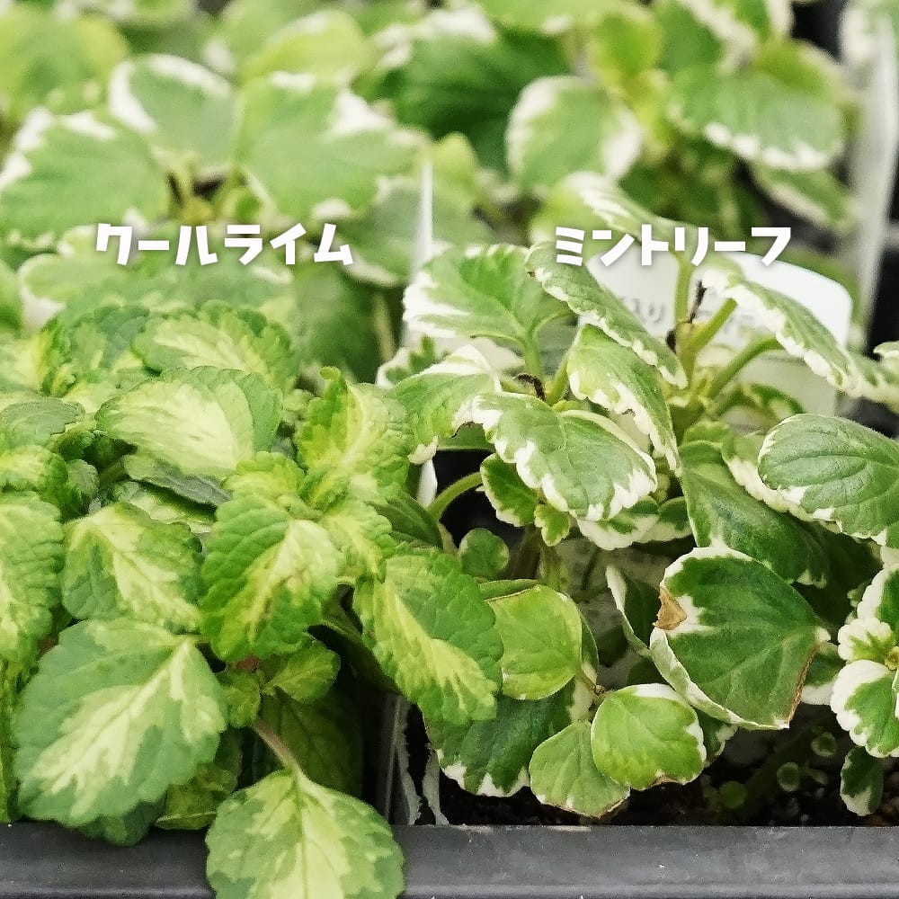 キューバンオレガノ クールライム 3