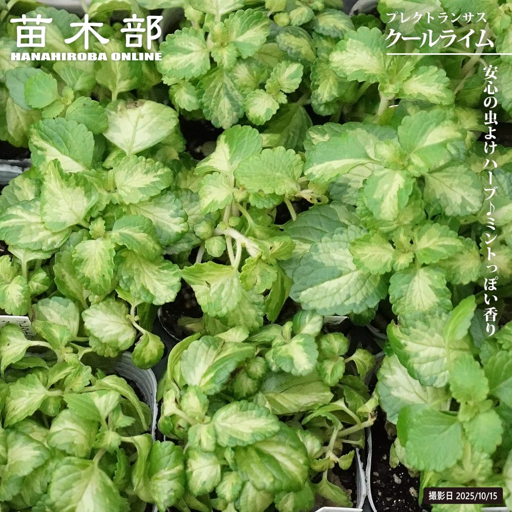 キューバンオレガノ クールライム 