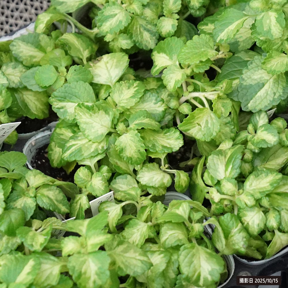 キューバンオレガノ クールライム 2